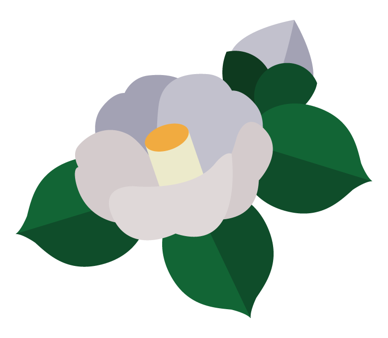 白い椿（ツバキ）の花のイラスト